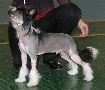 Our dogs - Chinese Crested Dog - Champions