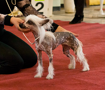 Our dogs - Chinese Crested Dog - Champions