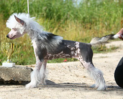 Chinese crested Puppies for sale