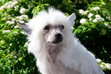 Chinese Crested