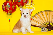 Chinese crested dog