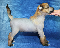chinese crested puppies