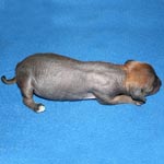Chinese Crested male hairless