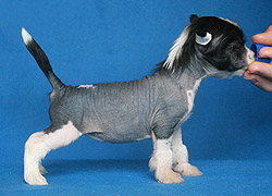 chinese crested puppies