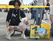 Chinese Crested Club Winner