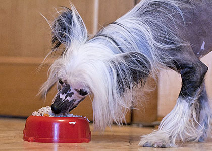 Как и чем кормить собаку породы китайская хохлатая