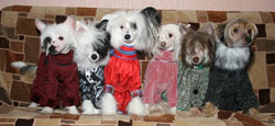 Clothes for dogs