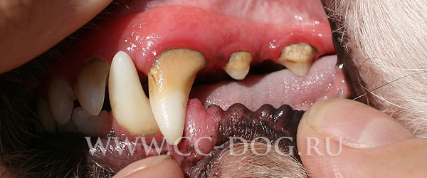 Зубной камень у собак - зубной камень у китайской хохлатой - Профилактика  зубного камня у собак - Уход за зубами